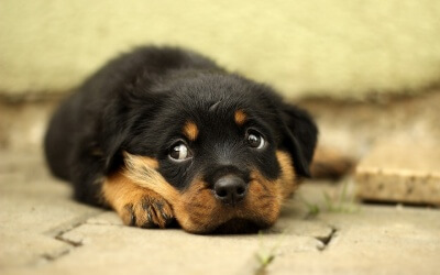 Rottweiler Dogs