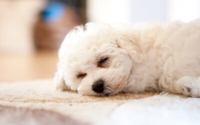 Does My Dog Have A Cold?