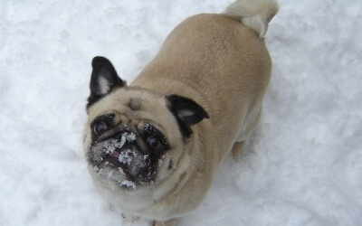 Does My Dog Love Me?