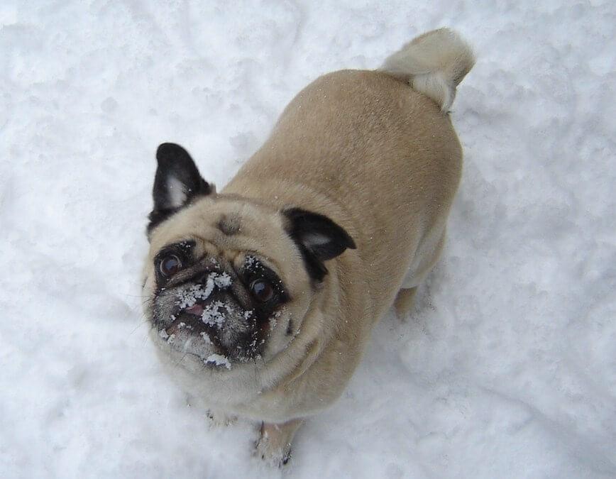 Does My Dog Love Me?