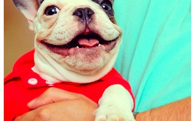 How to Potty Train Your Puppy