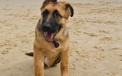 Dog Destroys Cushion