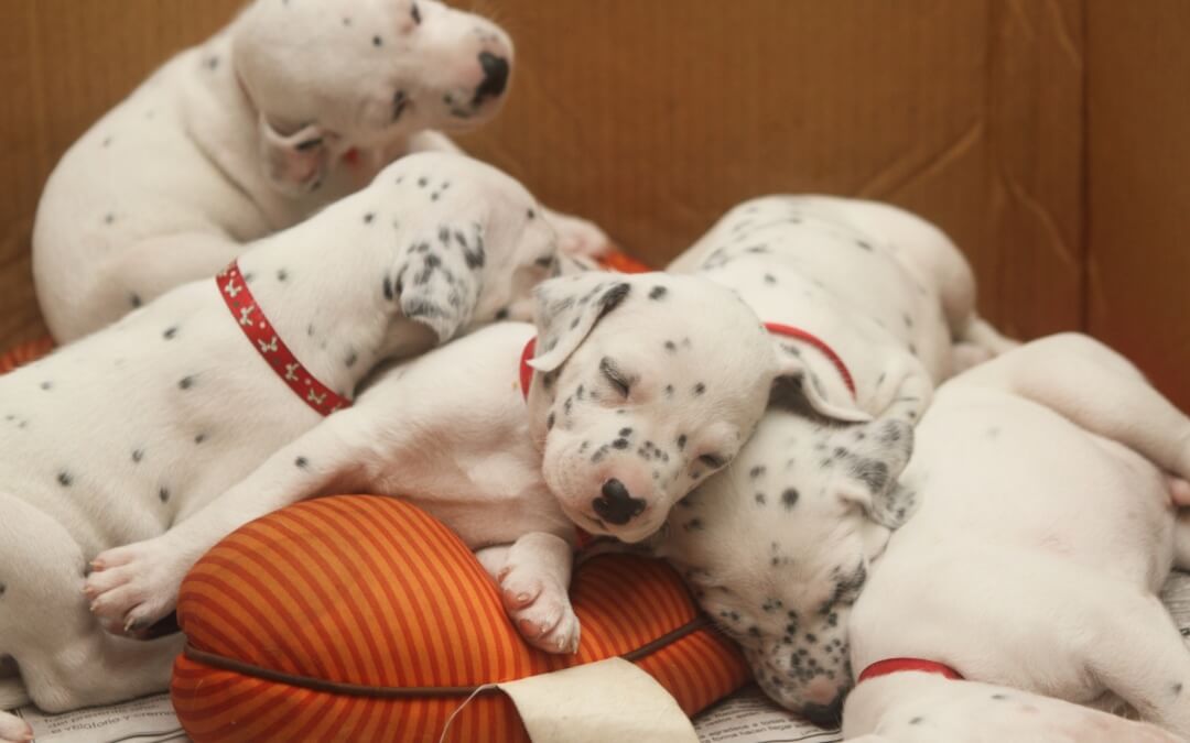 Dalmatian Puppy Meeting Their First Kitten