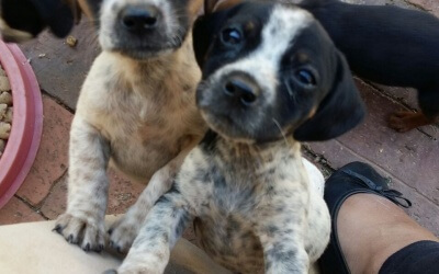 A Story By Bianca Daniels