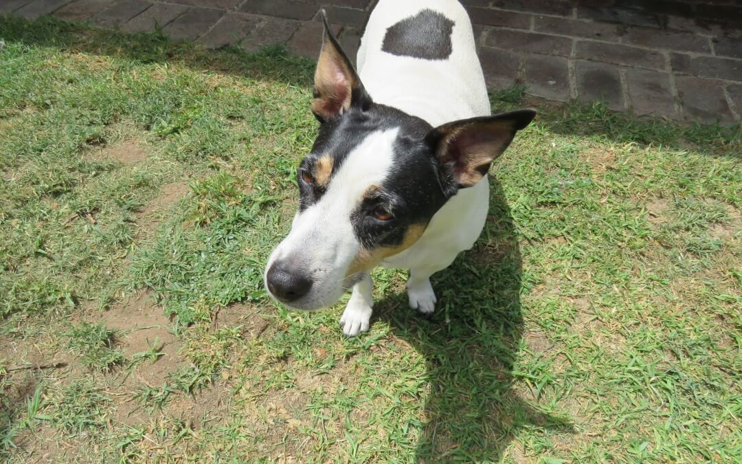 R.I.P Beautiful Jasmine