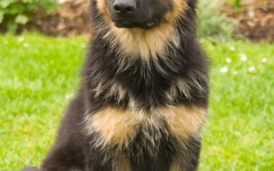 NAUGHTY Alsatian – too cute!!