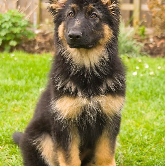 NAUGHTY Alsatian – too cute!!