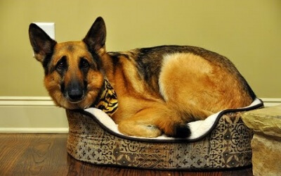 Does My Dog Have Hemangiosarcoma?