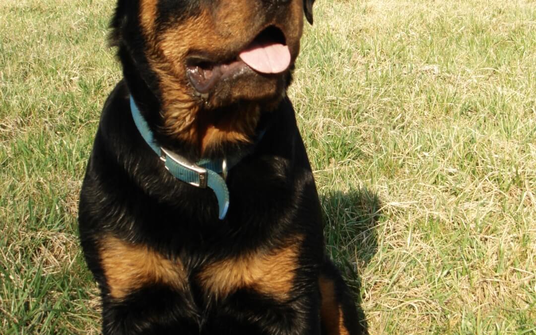 2013 – Top Ten Most Dangerous Dog Breeds