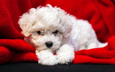 How Often Should My Dog Be Going To The Toilet?