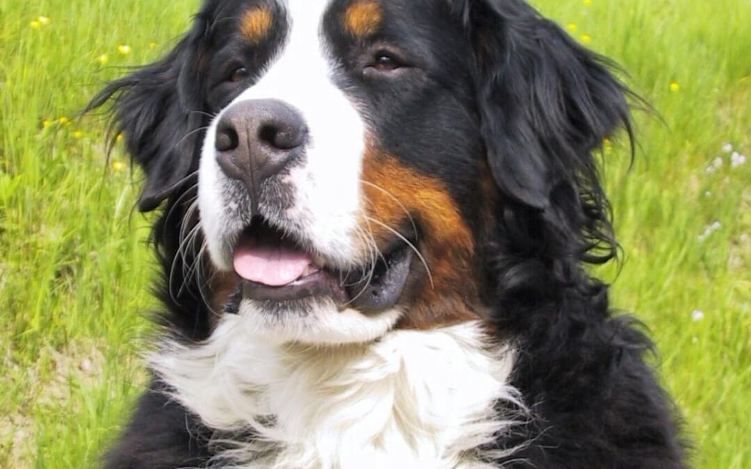 Why Does My Dog Have Whiskers?