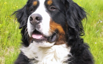 Why Does My Dog Have Whiskers?