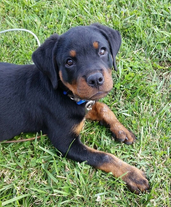Rottweiler Puppies