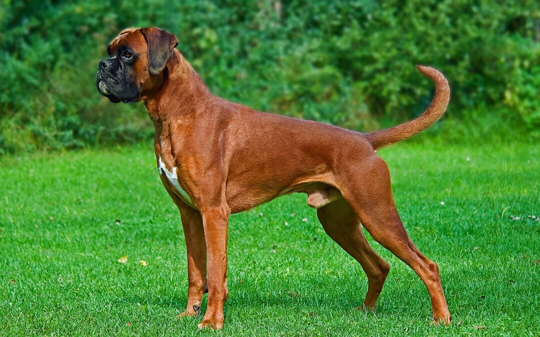 Boxer Facts