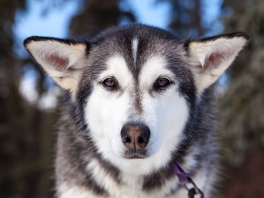 Husky Getting His First Bath