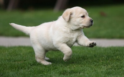 8 Little Labradors Swimming