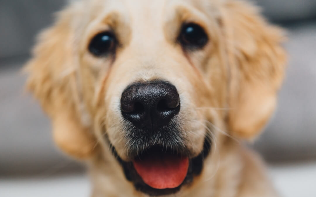 16 Week Old Lab – Watch This!