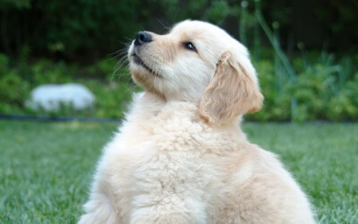 Does My Dog Watch TV??