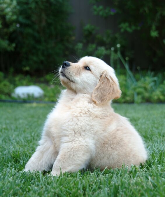 Does My Dog Watch TV??