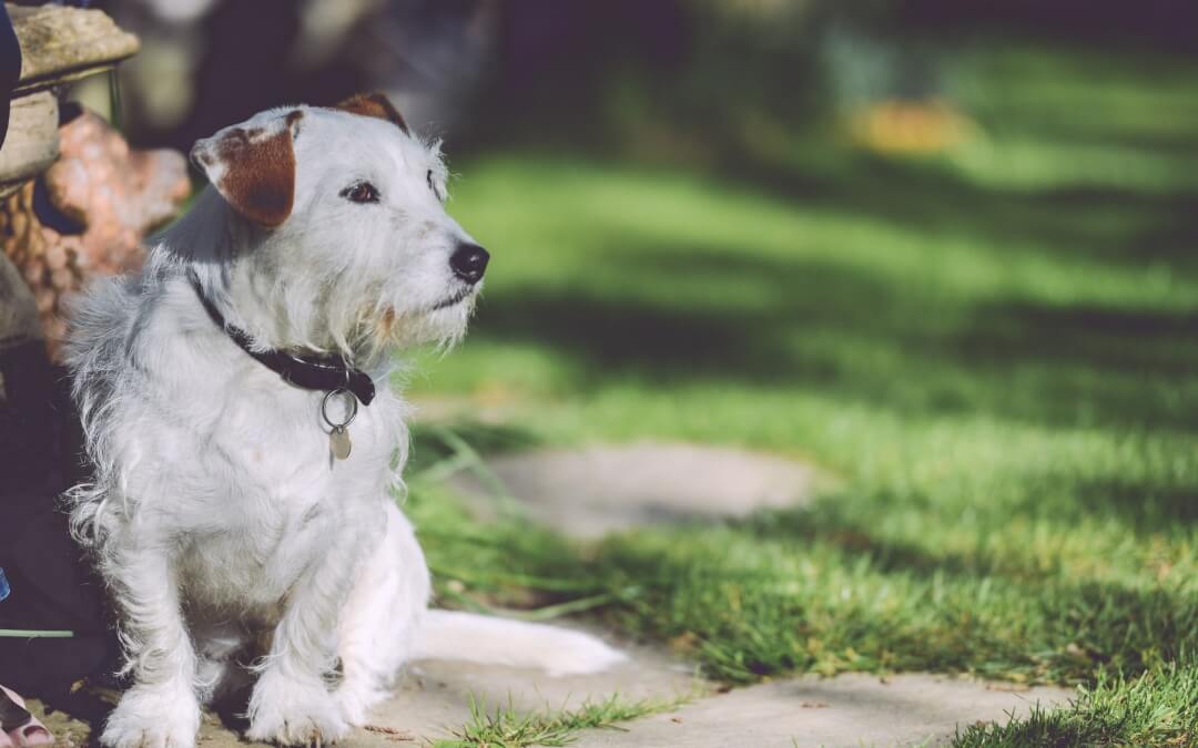 Cute Jack Russell Video