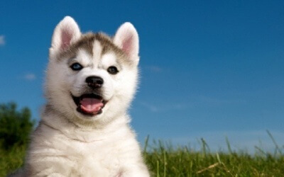 A Husky’ Known Health Problem