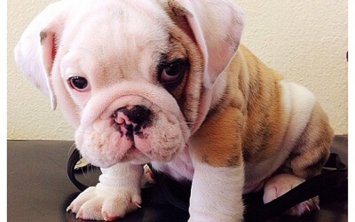 Are Wandering Jew Plants Dangerous To Your Dogs?