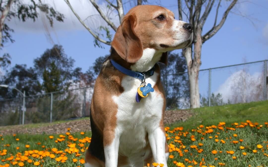 Health Problems – Beagles