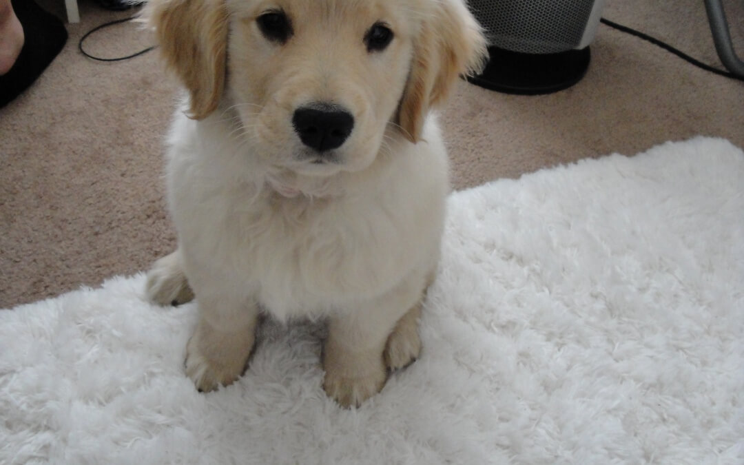 Golden Retriever Puppies Swimming For The 1st Time