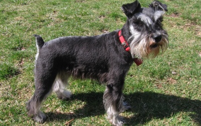 Health Issues – Miniature Schnauzer