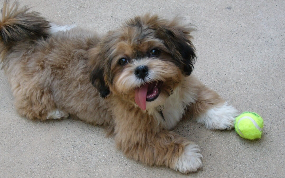 Health Issues – Shih Tzu