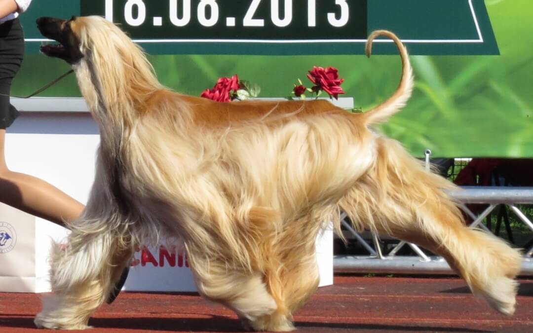 Afghan Puppies Playing