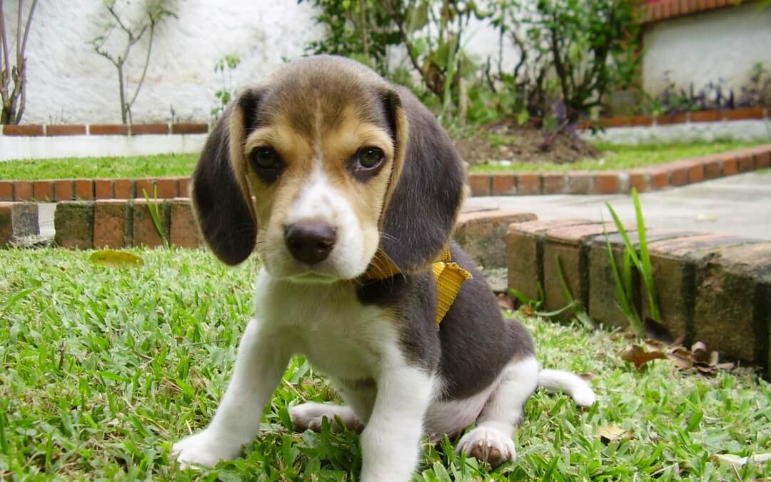 Dog Facts #DidYouKnow