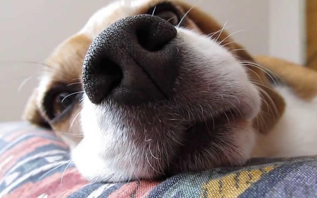 Fetch Interrupted By Second Toy