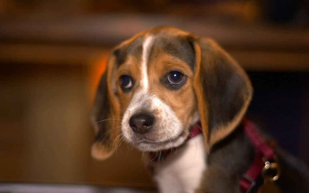 Amazing Fact About the US