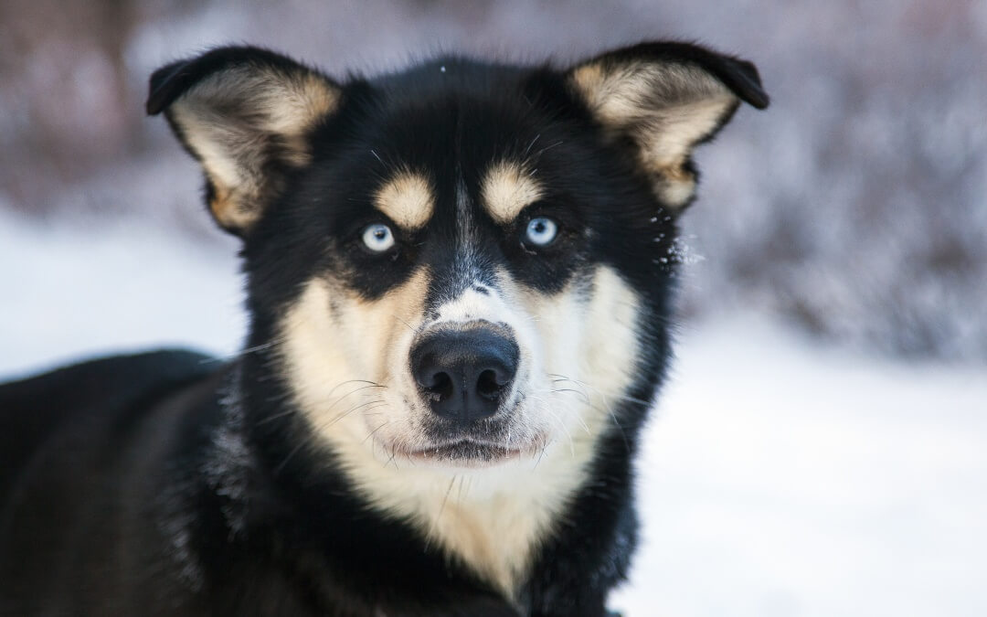 Dogs Meeting Kittens For The First Time