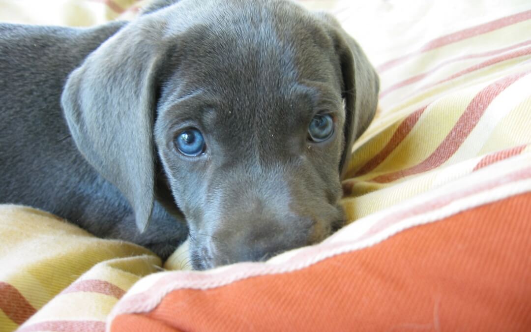 BIG Dogs Playing With Babies