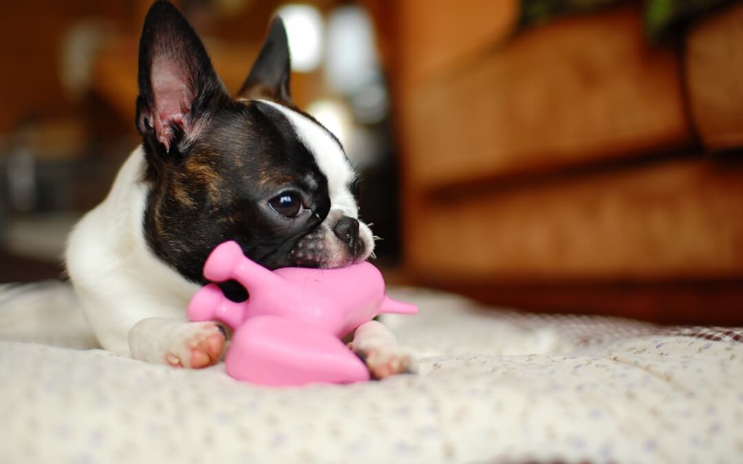 Boston Terrier Compilation