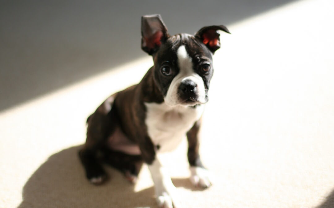 Puppy Rescued – See The Ending