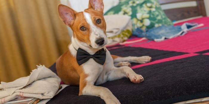 Ear Cropping/Tail Docking Facts