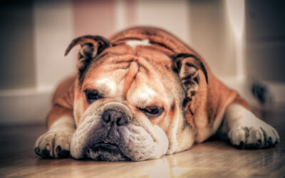 Known Health Problems – Bulldogs