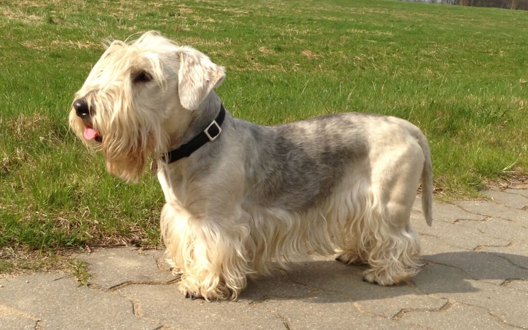 Cesky Terrier – A RARE DOG BREED