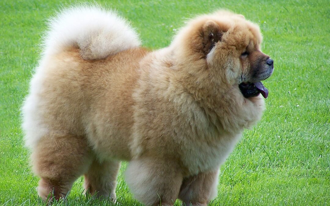 Chow Chow Dogs