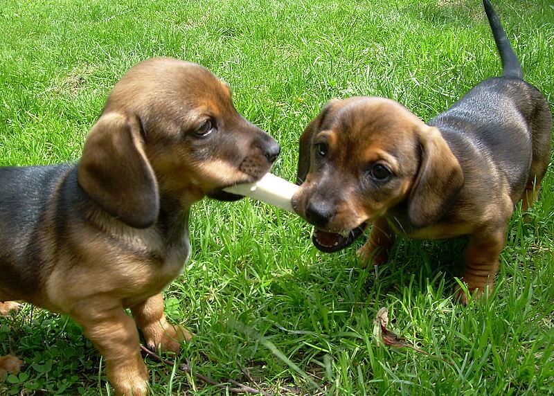 Health Problems – Dachshunds