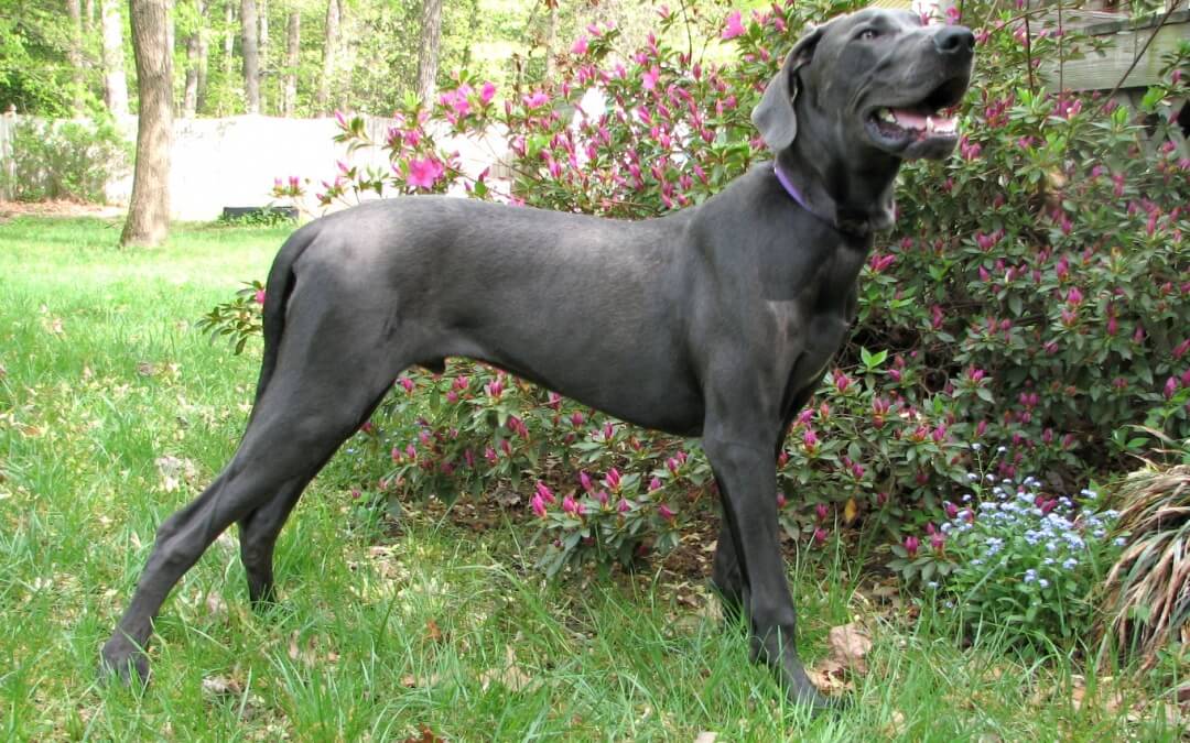Health Issues – Great Dane