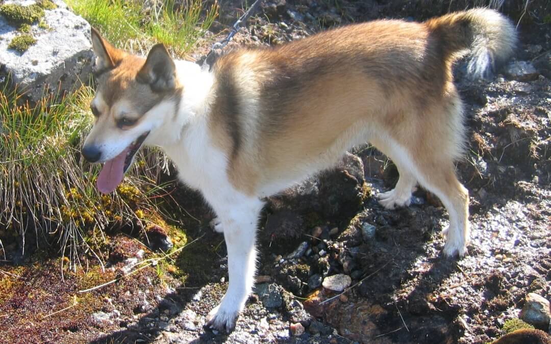 Norwegian Lundehund – Interesting Fact