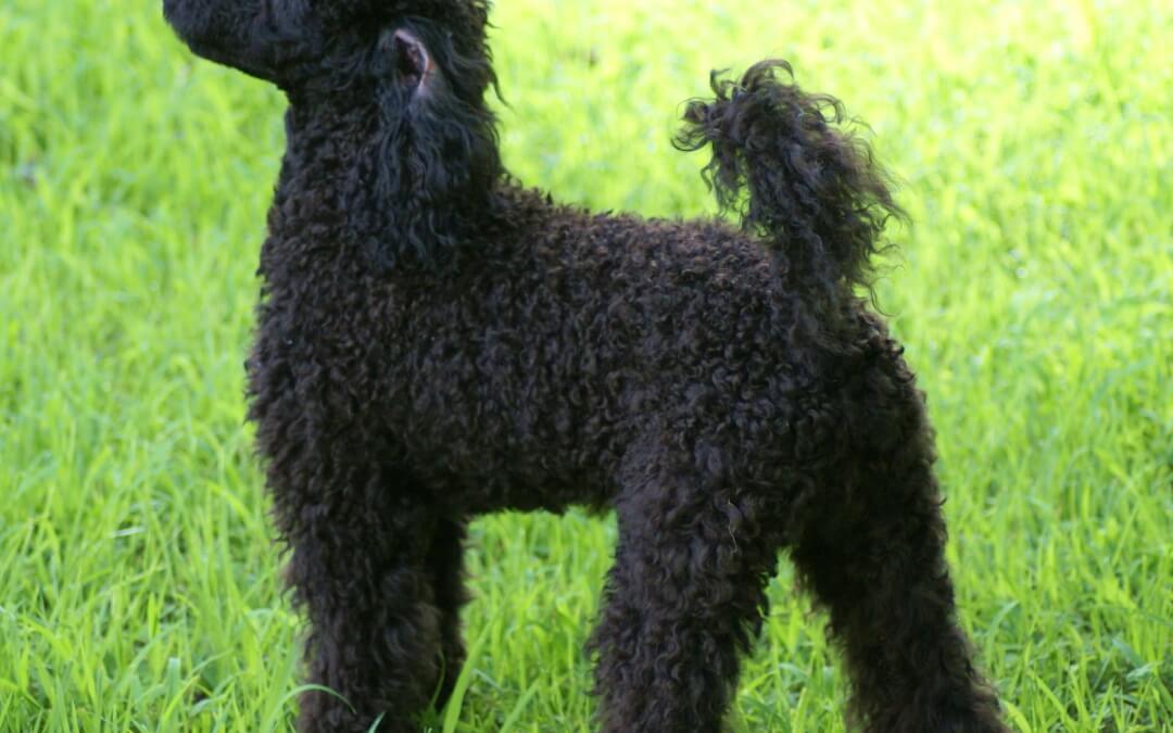 Health Issues – Poodle