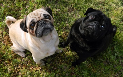 Health Problems – Pugs