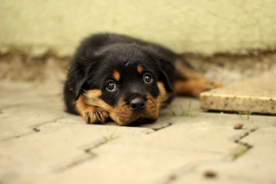 Health Issues – Rottweiler
