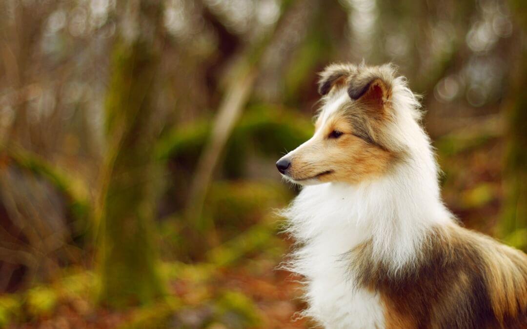 Health Issues – Shetland Sheepdog