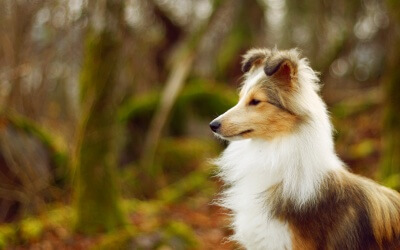 Health Issues – Shetland Sheepdog